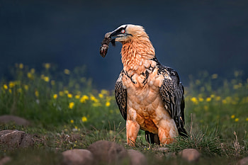 Bearded Vulture, Close up, Vulture, Xavier ortega HD wallpaper