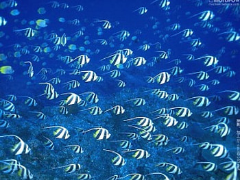 Ocean, starfish, oceans, fish, nature HD wallpaper