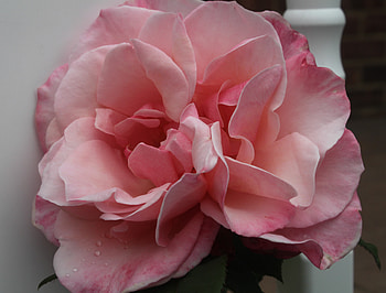 Friendship Pink Rose, rose, pink, white, graphy, green, flowers HD wallpaper
