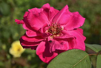 Flowers, Flower, Rose Flower, Rose, Petals, Bud HD wallpaper