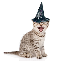 Happy Halloween!, kitten, animal, cute, cat, witch, pisica, hallaoween, funny, card, hat HD wallpaper