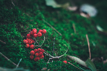 Nature, Berries, Branch, Rowan HD wallpaper