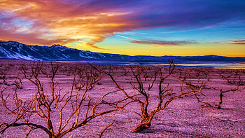 Scorched Sagebrush Skeletons at Mono Lake, sunset, california, landscape, colors, clouds, sky, usa HD wallpaper