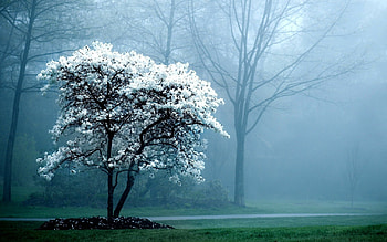 Magnolia, Trees HD wallpaper