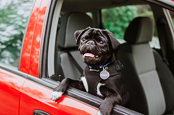Animals, Dog, Protruding Tongue, Tongue Stuck Out, Pug HD wallpaper