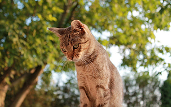 Animals, Trees, Sky, Cat, Sight, Opinion HD wallpaper