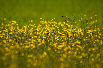 Buttercup, flowers field, yellow, meadow, plants HD wallpaper