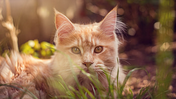 Animals, Grass, Cat, Fluffy, Lies, Muzzle HD wallpaper