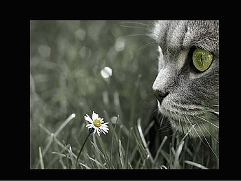 Animals, cuddly, cats, cute HD wallpaper