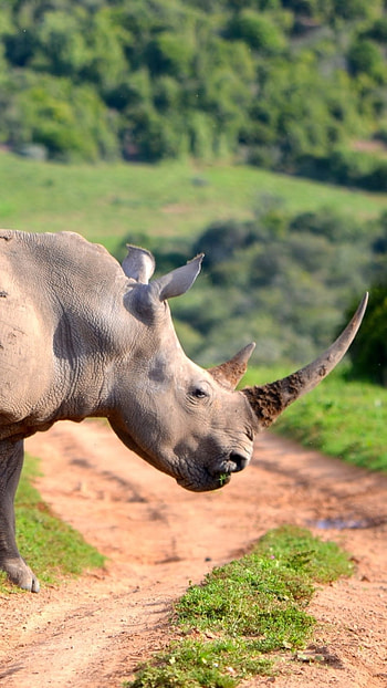 Rhino, Animals, Animal rhino, Rhino's world HD phone wallpaper