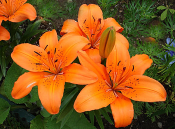 Flowers, Lilies, Close-Up, Greens, Stamens HD wallpaper