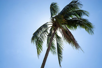 Nature, Sky, Summer, Wood, Tree, Palm, Tropics HD wallpaper