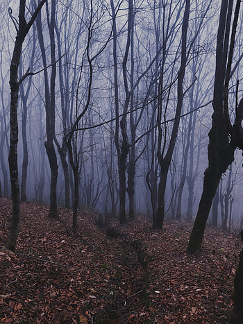 Nature, Trees, Forest, Fog, Haze HD phone wallpaper