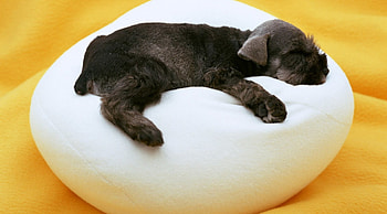 *** Slipping dog ***, dog, animal, dogs, animals HD wallpaper
