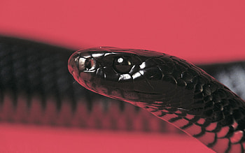 Aesthetic , Black snake beauty, Popular backgrounds, Mesmerizing visuals HD wallpaper