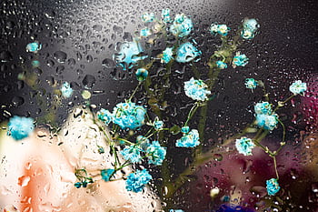 A mesmerizing display of blue flowers viewed through glass adorned with water droplets, creating a surreal visual effect. HD wallpaper