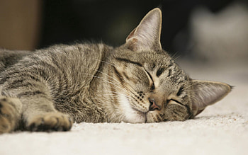 Animals, Cat, Muzzle, Sweetheart, Nice, Sleep, Dream HD wallpaper
