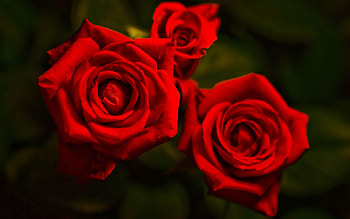 Plants, Flowers, Roses HD wallpaper