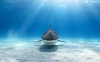 Bull shark , Aggressive predator, Shark's hunting grounds, Thriving in rivers HD wallpaper