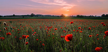 Nature, Sunset, Poppies, Horizon, Bloom, Flowering, Field HD wallpaper