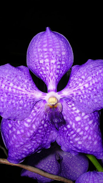 Vanda Orchid, Blue, Vanda Orchid Blue HD phone wallpaper