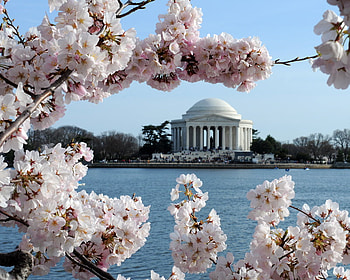 Cherry blossom, pink, cherry, sakura, spring, lake, blossom HD wallpaper