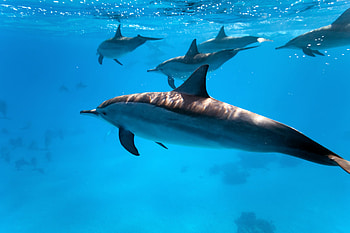 Land vs sea animals, Animal kingdom exploration, Nature's difference, Wildlife diversity HD wallpaper