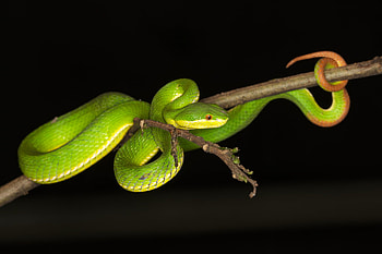PIT VIPER, snake, viper, reptile, green HD wallpaper