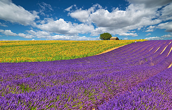 France Provence, Field flowers lavender, The sky clouds, High quality HD wallpaper