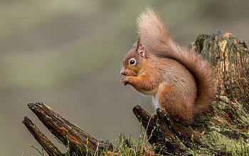 Squirrel, animal, eating, rodent HD wallpaper