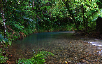 Pretty Rainforest HQ22 HD wallpaper