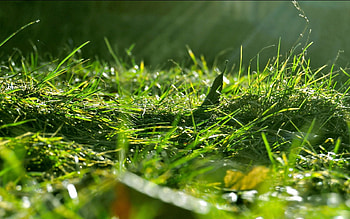 Nature, Grass, Macro, Shine, Light HD wallpaper