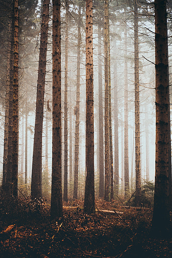 Nature, Trees, Grass, Pine, Forest HD phone wallpaper
