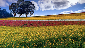 Blooming Field, blossoms, clouds, colors, landscape, trees, flowers, sky HD wallpaper