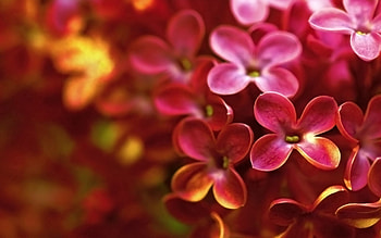 Lilac, Flower, Macro, Bud, Shadow HD wallpaper