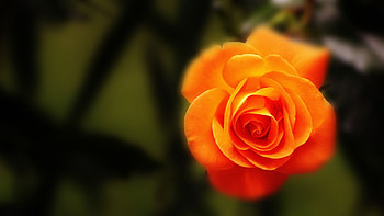 Glowing rose, rose, nature, flowers, orange HD wallpaper