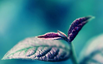 Plant, Macro, Sheet, Leaf, Color, Sprout HD wallpaper