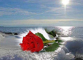 red rose on the beach, sea, nature, red rose, beach HD wallpaper