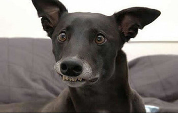 Shooting, dog, funny, animals HD wallpaper