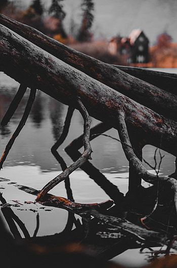 Nature, Rivers, Wood, Tree, Branch, Snag HD phone wallpaper