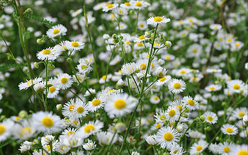 Plants, Flowers, Camomile HD wallpaper