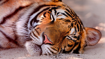 Sleeping wild, tiger, wild animals, wild cats, cute, big cats, animals, amazing, wilderness, sleep HD wallpaper