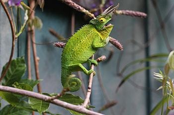 Animals, Branch, Lizard, Reptile, Chameleon HD wallpaper