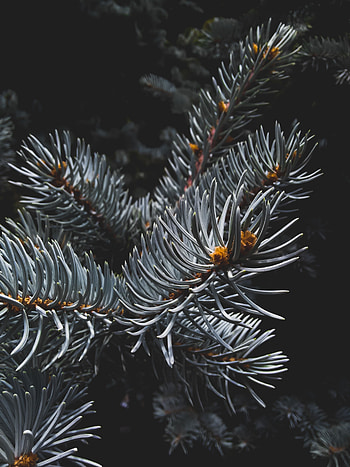 Macro, Branch, Needles HD phone wallpaper