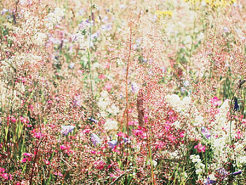 colorful meadow, colorful, meadow, nature, flowers, blooms, lovely HD wallpaper