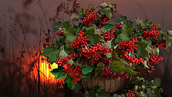 Artumn still life, Rowan berries, Leaves, Light, Basket HD wallpaper