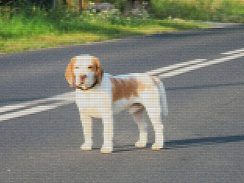 Dog - Texture - Patch, dog, texture, street, patch HD wallpaper
