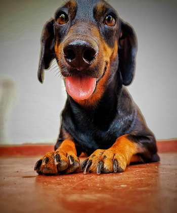 Bog balck, whiskers, liver HD phone wallpaper