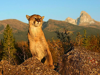 Mountain Dweller, cat, sky, lion, mountain HD wallpaper