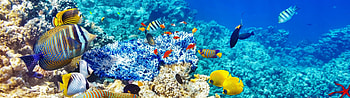 Dual screen setup, Colorful fish, Underwater splendor, Exquisite marine fauna HD wallpaper